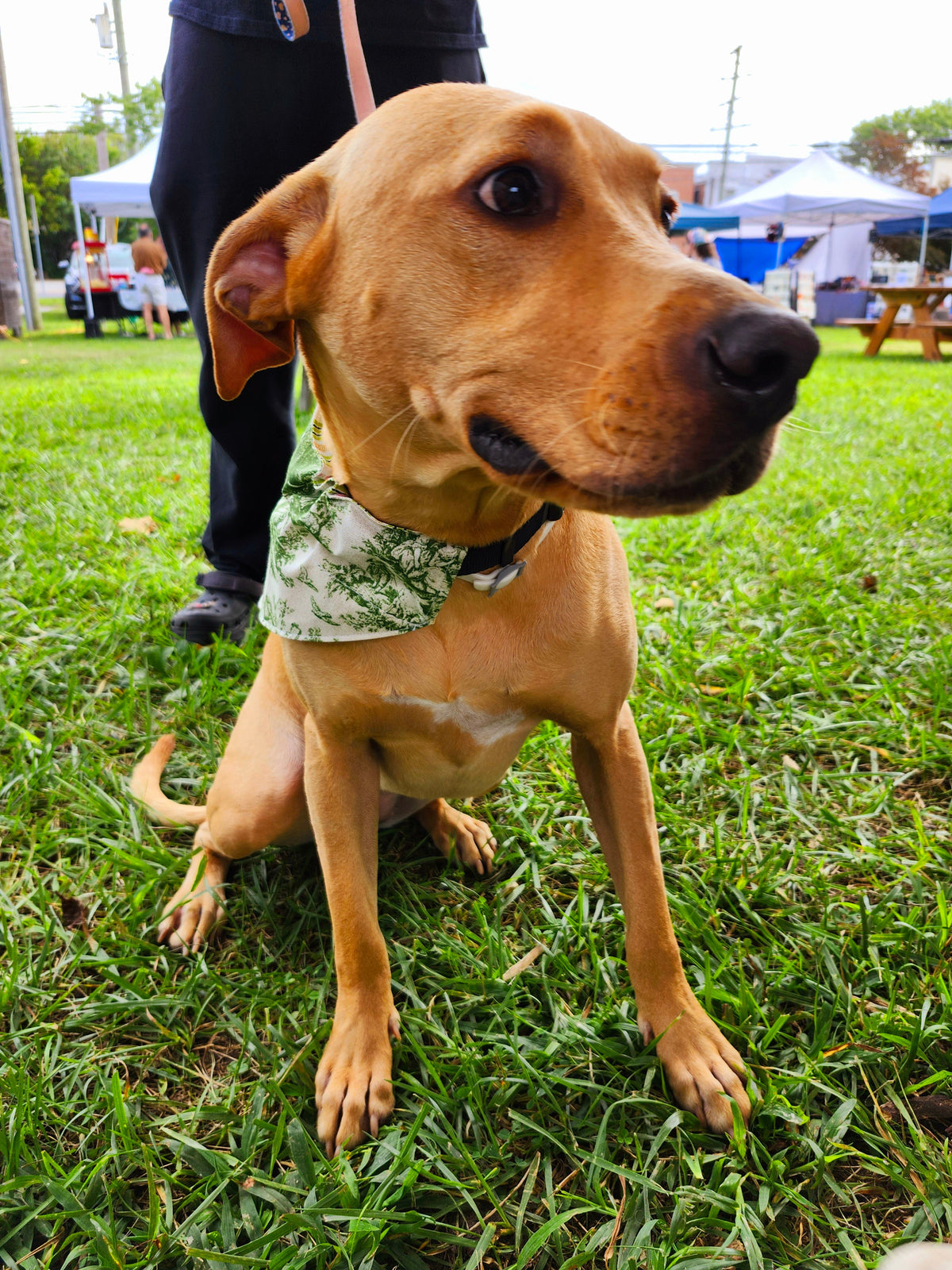 Pet Friendly Giftables